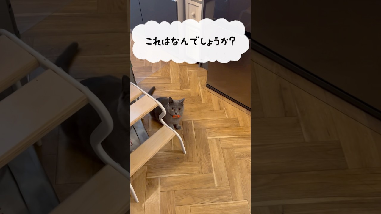 にゃんにゃんタマタマのつむやま〜【シャルトリューつむやまの2月22日は猫の日日記】 #ねこ #ネコ #シャルトリュー #cat #chartreux #埼玉県狭山市 #猫のいる暮らし  #猫の日
