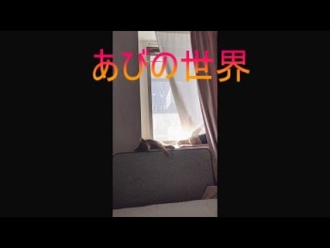 ネコ動画あび＃5140　あびの毎日　アビシニアン　あび