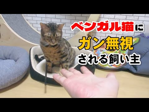 【ベンガル猫】ベンガル猫にガン無視される飼い主