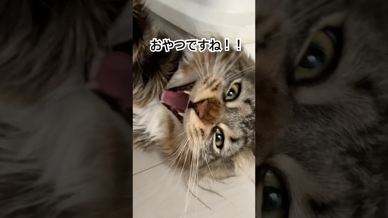 ご飯を要求するメインクーン【ポニュ日記】 #猫のいる暮らし #ねこのいる生活 #メインクーン #猫 #shorts #short