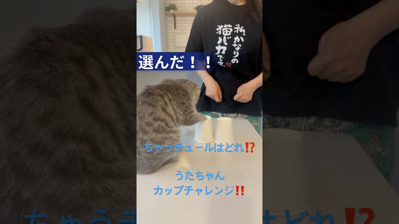 カップチャレンジしてみた！！ちやうチュールが入ってるのはどのカップ？？？ #catshorts #cats #cat