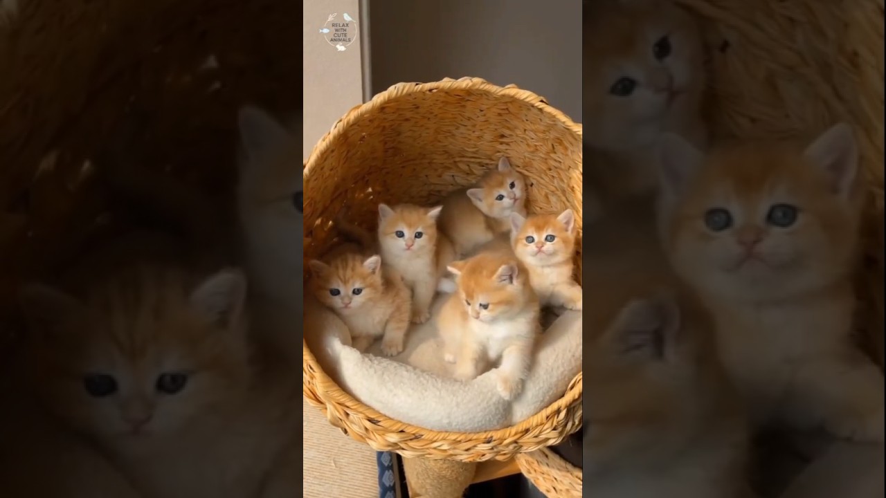 This Sweet Baby Cat Will Melt Your Heart #shorts  😻 #catshorts #cat #adorably