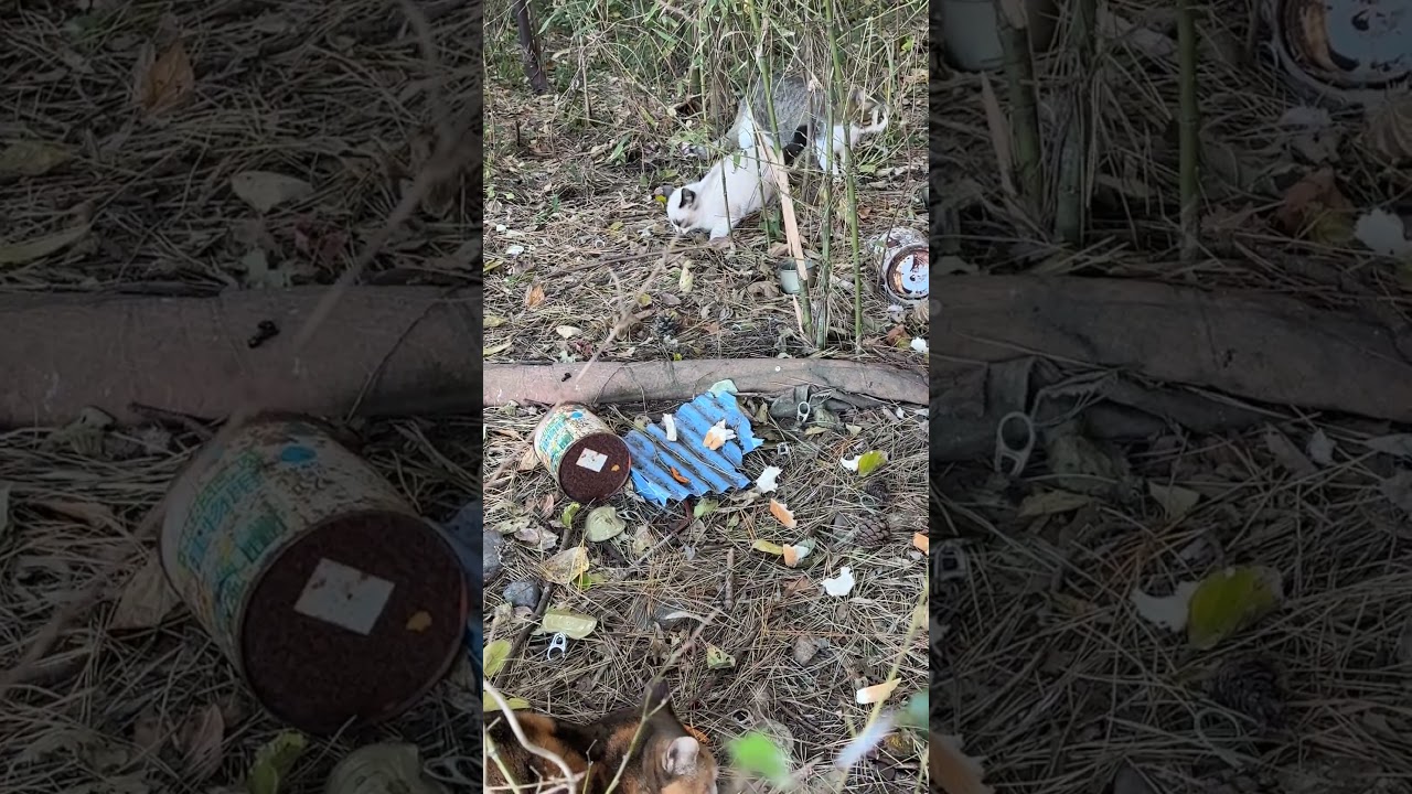 竹やぶのネコたち。ネコたちを確認してたら、シャムの子ネコが、2匹いました