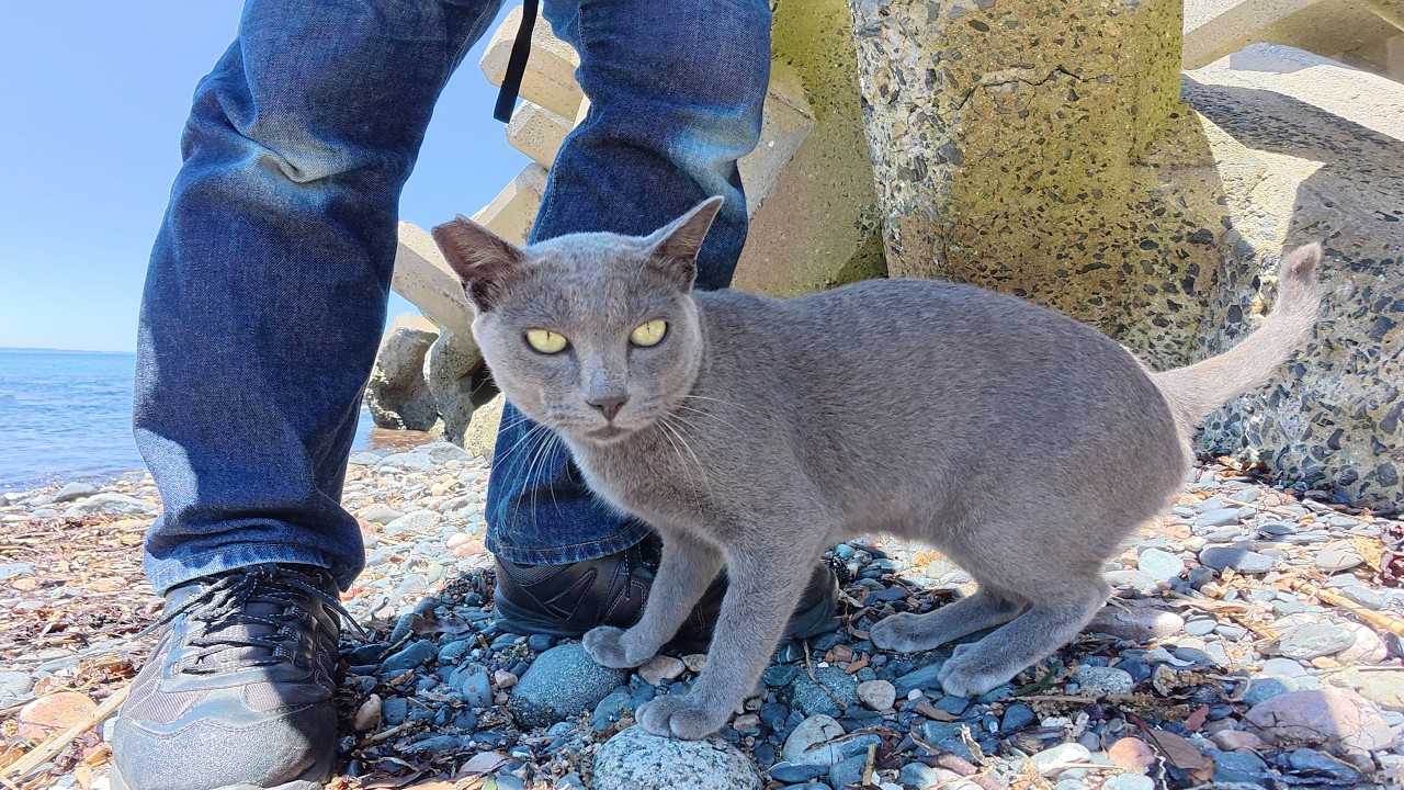 青い海へ行くと、ロシアンブルーみたいな猫が出てきてくれた