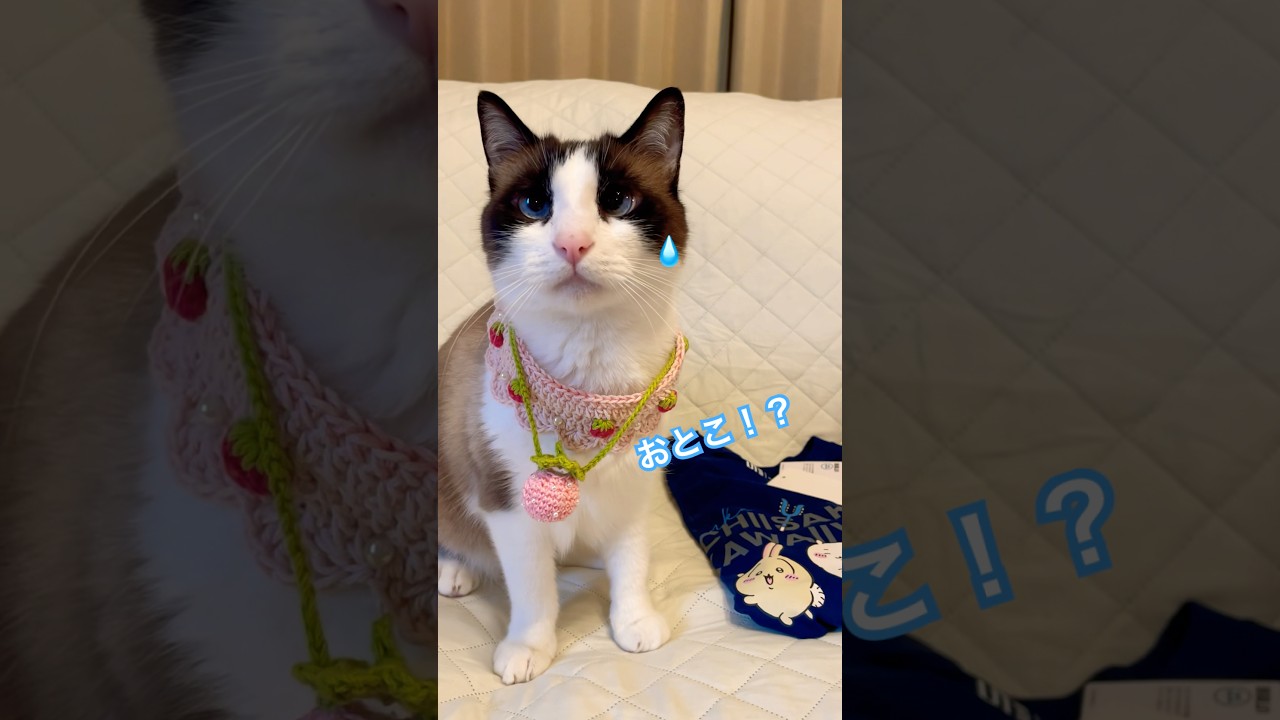 【CAT】可愛いよね?って聞いているのに #shorts #cat  #ねこ動画 #猫のいる暮らし