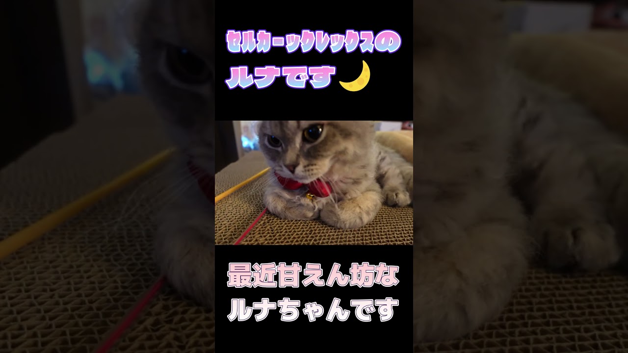 甘えん坊の男の子 #セルカークレックス #ネコ #子猫 #猫好きさんと繋がりたい #cat