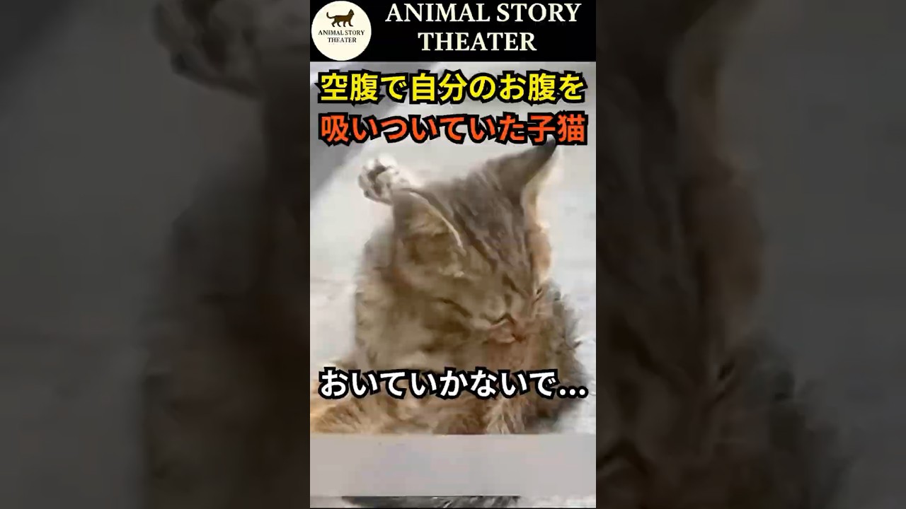 【感動】真冬の階段で倒れていた子猫　“置いていかないで”と泣き続けた結末 #実話 #保護猫 #奇跡
