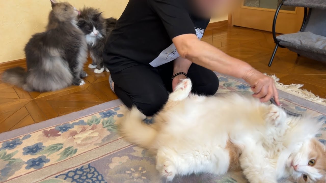 【大人気♡】ばあばのブラッシングが大好きなもふ猫たちが可愛すぎる🩷ノルウェージャンフォレストキャットとターキッシュアンゴラ