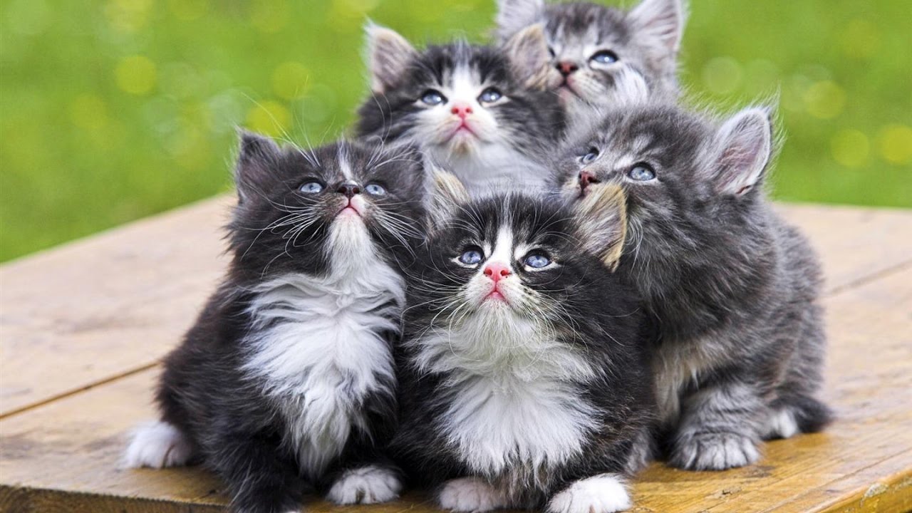 【森の妖精】フォレストキャットの魅力をご紹介