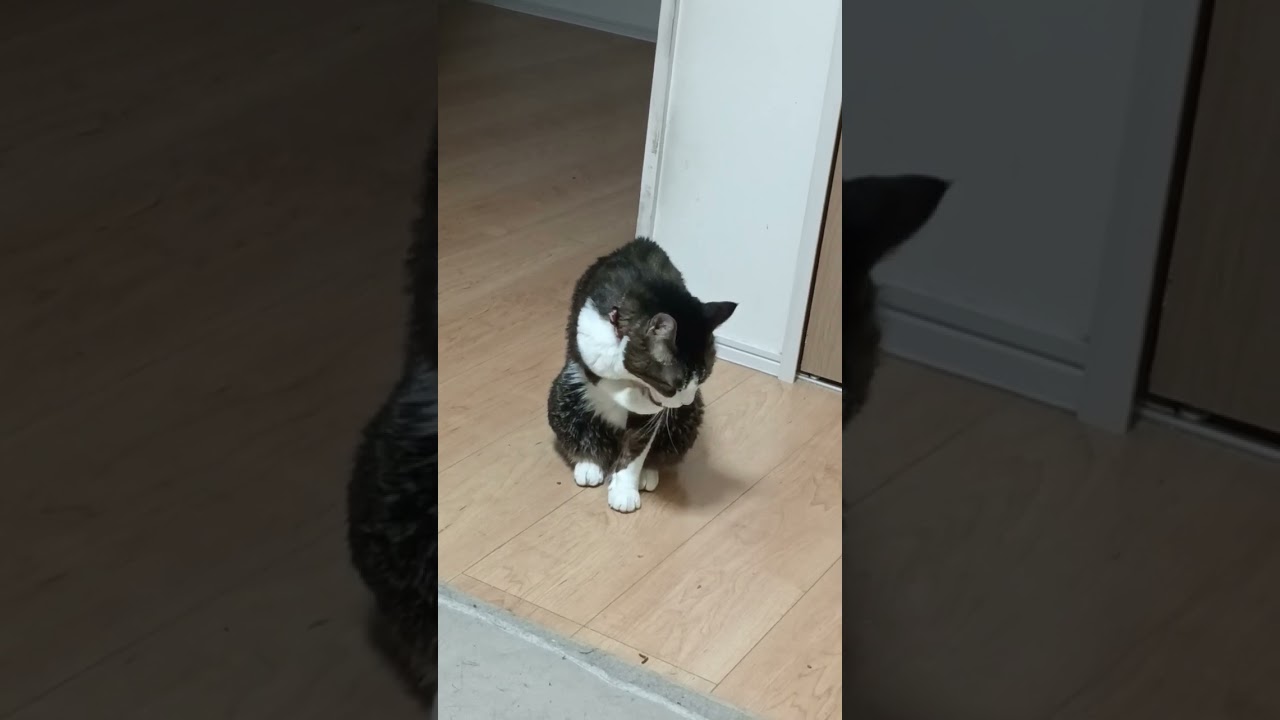 #pets  #short #cat #shorts #猫 #癒し #三毛猫 #日本猫 #夏 #保護猫