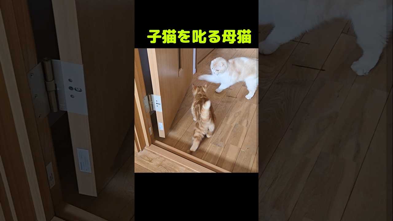 子猫を叱る母猫...#shorts
