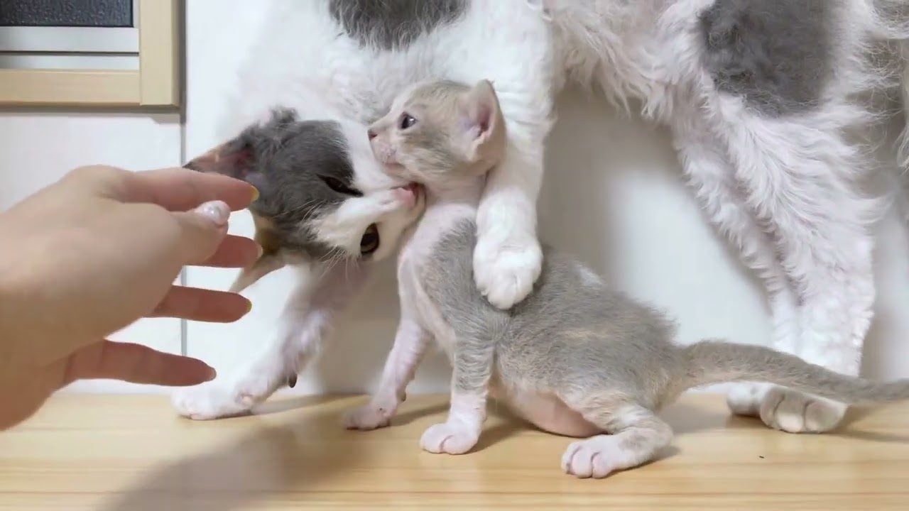 スクーカム♀足長