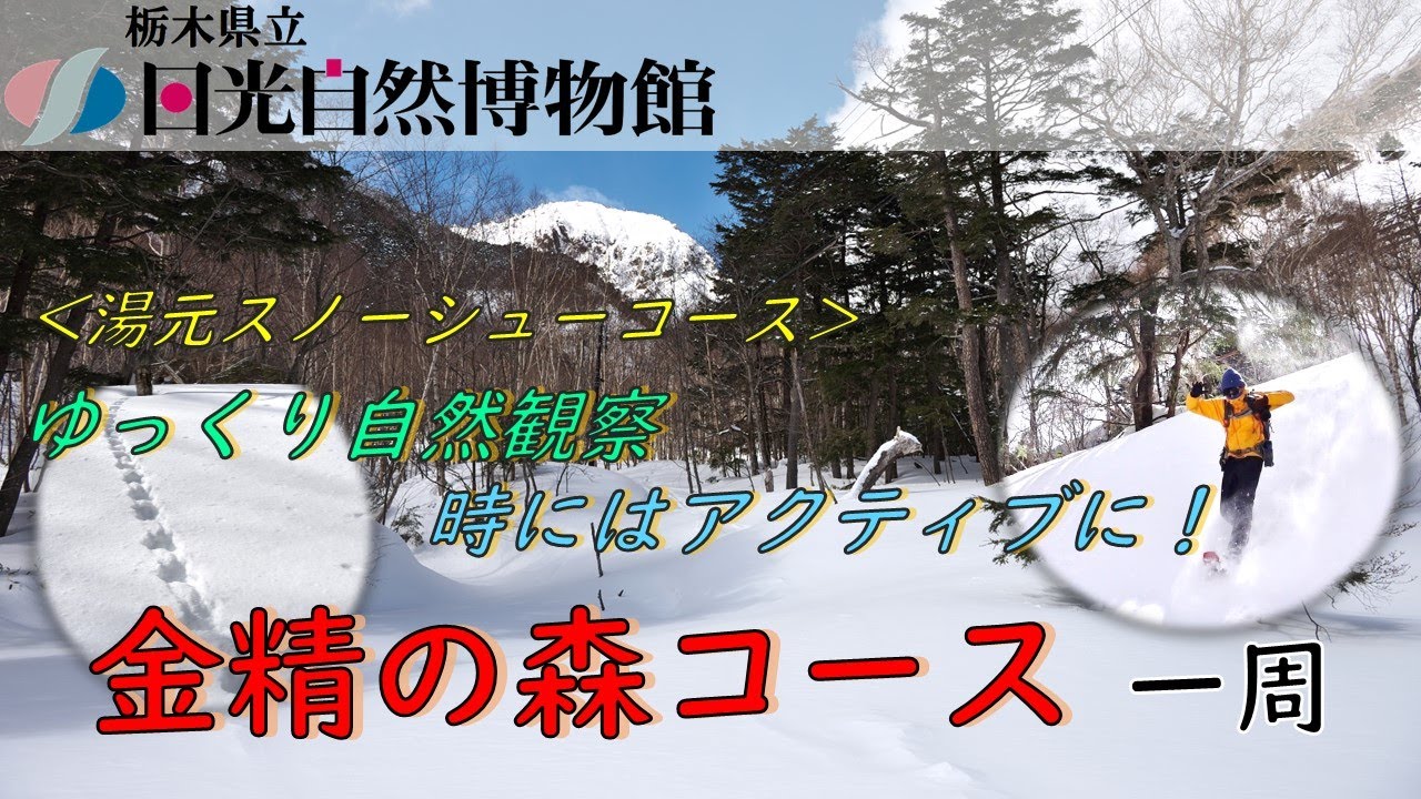 湯元でスノーシューを楽しむ！「金精の森コース」2022年2月16日【奥日光一分自然情報】