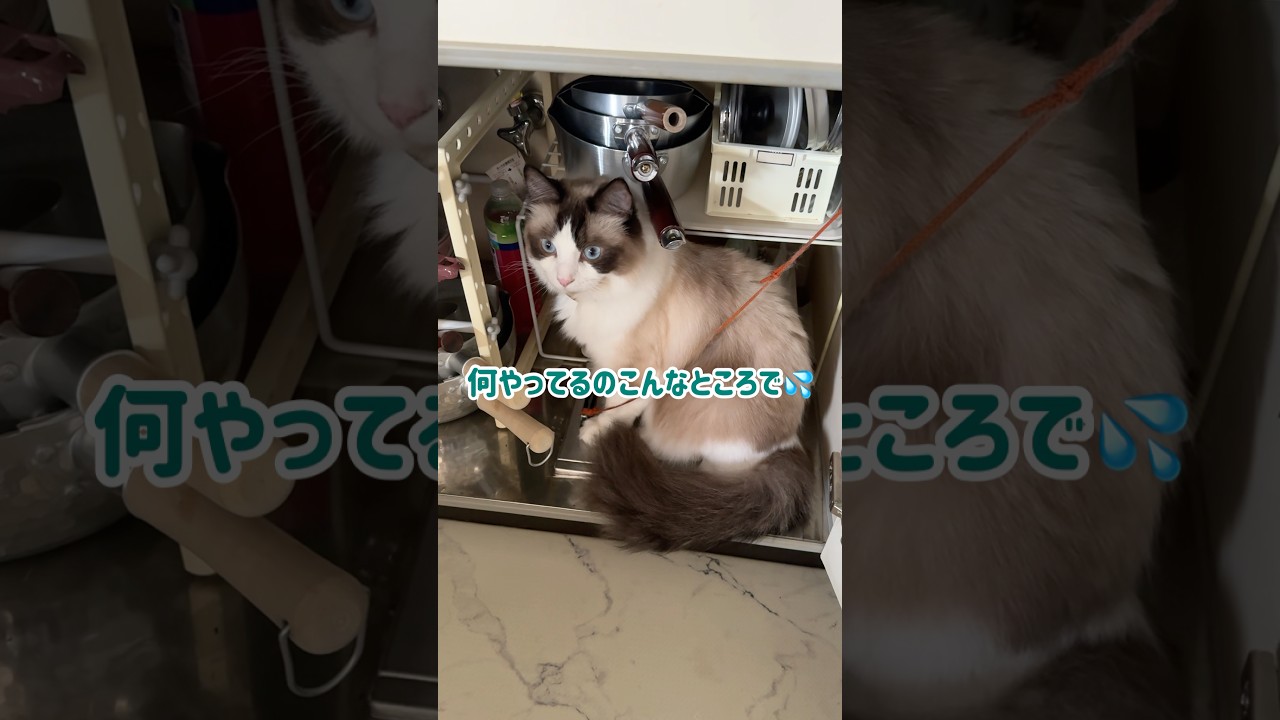 シンクの下に潜む巨大生物　#猫 #cat #ラグドール #shorts