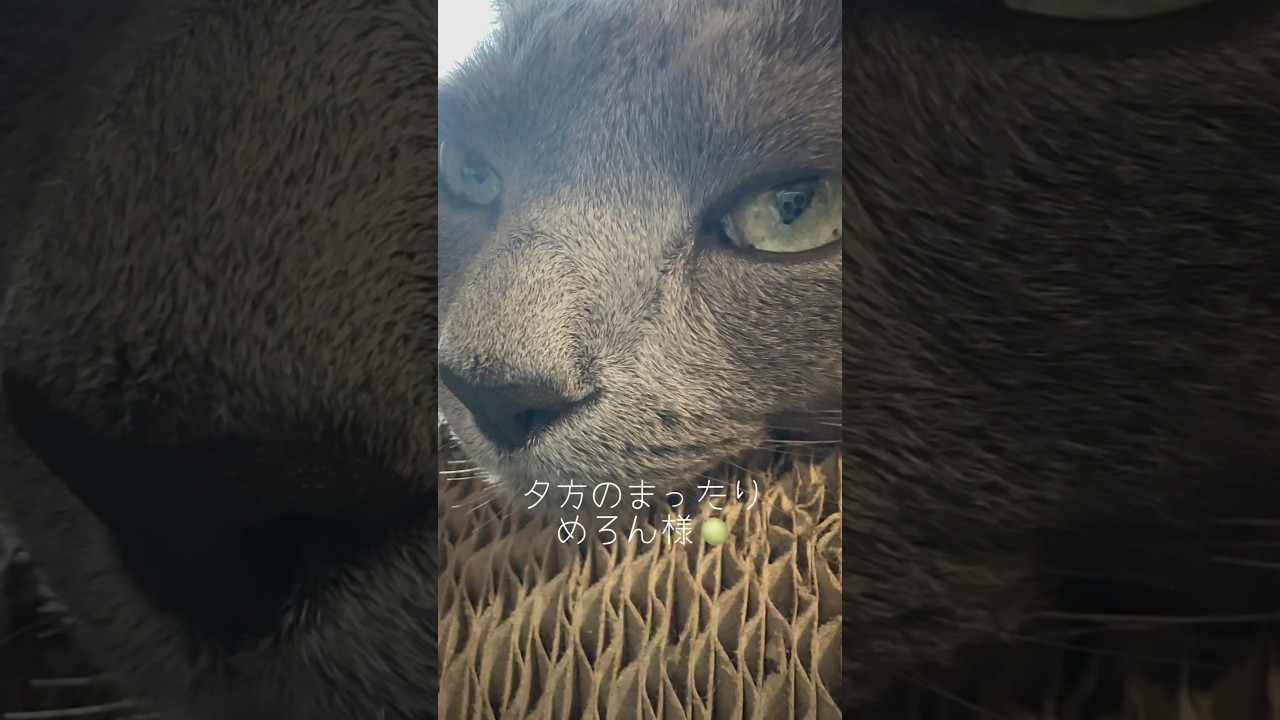 【ロシアンブルー】めろんお気に入り場所で今日もまったり過ごせました🥹【猫】#shorts