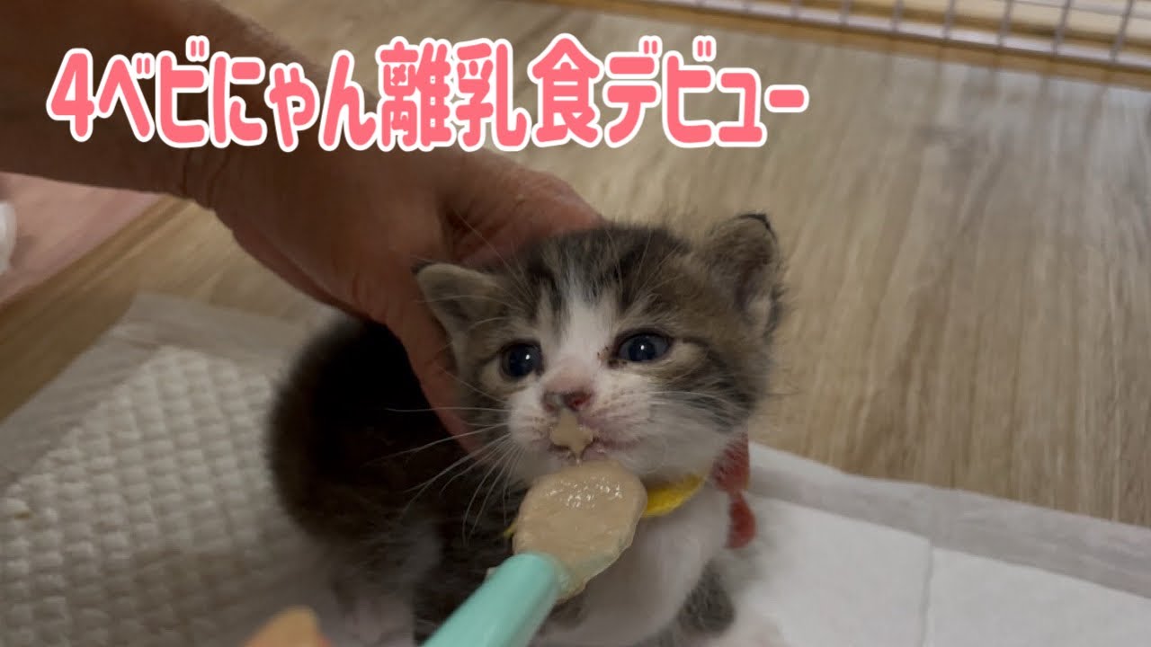 【子猫の離乳食】早いものでもう離乳食デビューしました