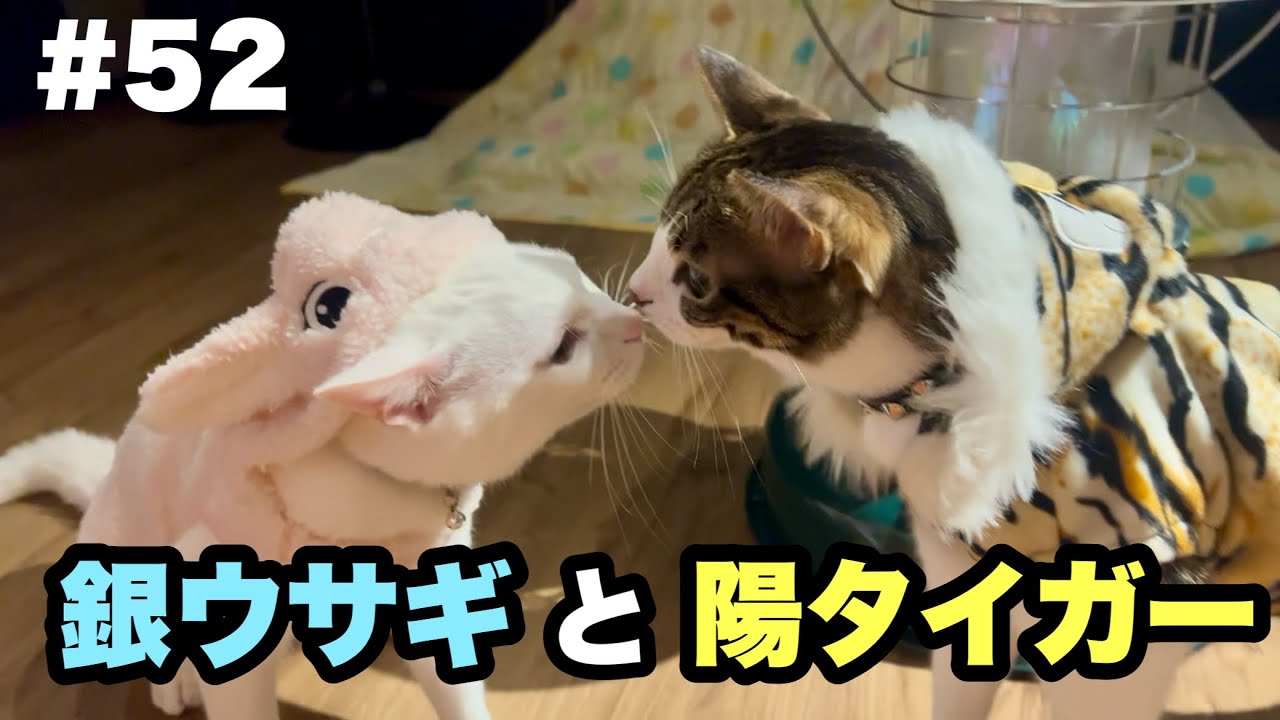 #52【2024ニャンコレクション】ファッションショーと腹減り猫