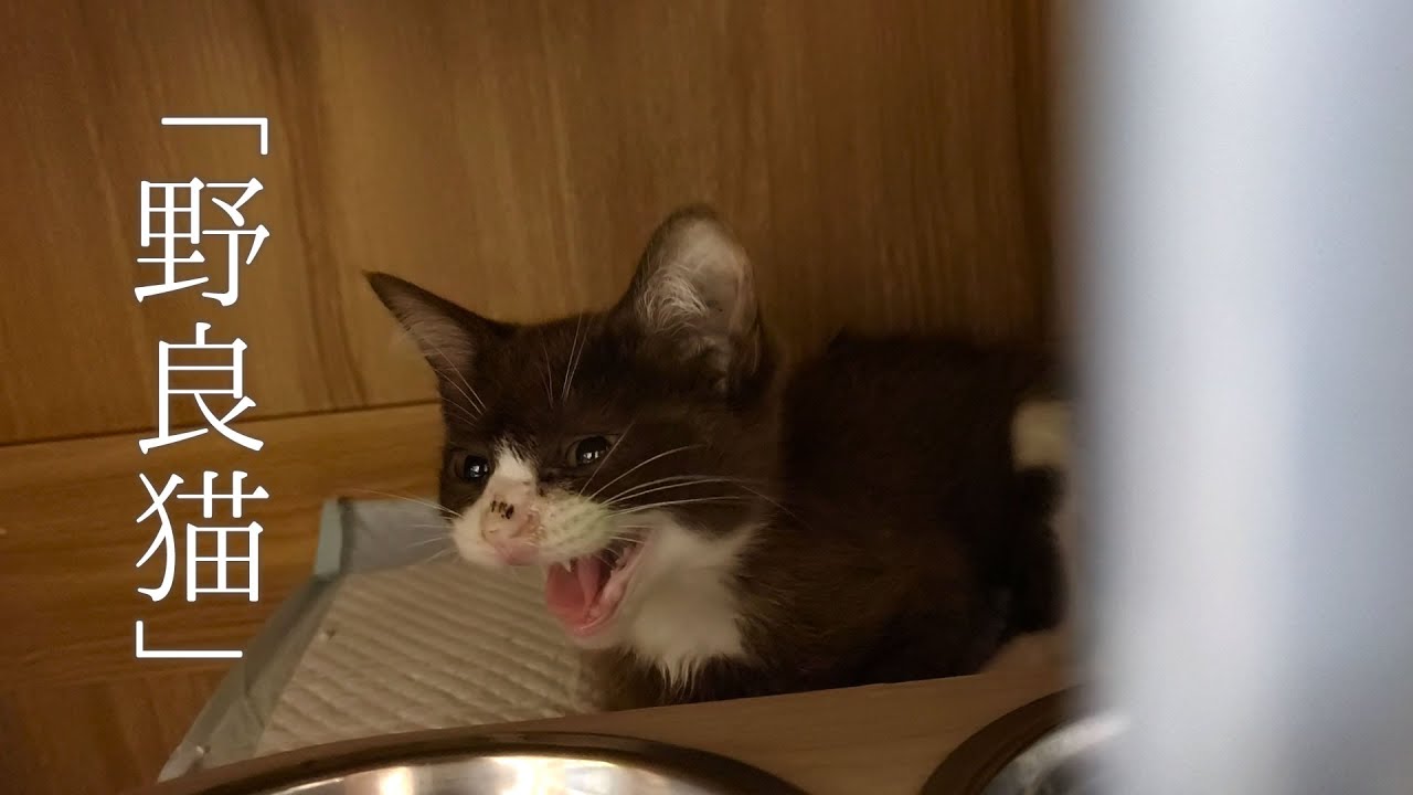 【保護猫 子猫】野良猫だった生後3ヶ月の子猫を保護したら、信じられないほど甘えん坊だった。珍しい赤茶毛のメスのハチワレ