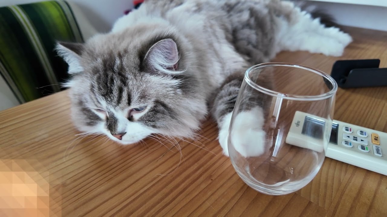 サイベリアン　ジロの穏やかな生活3 Siberian Jiro's Peaceful Life 3