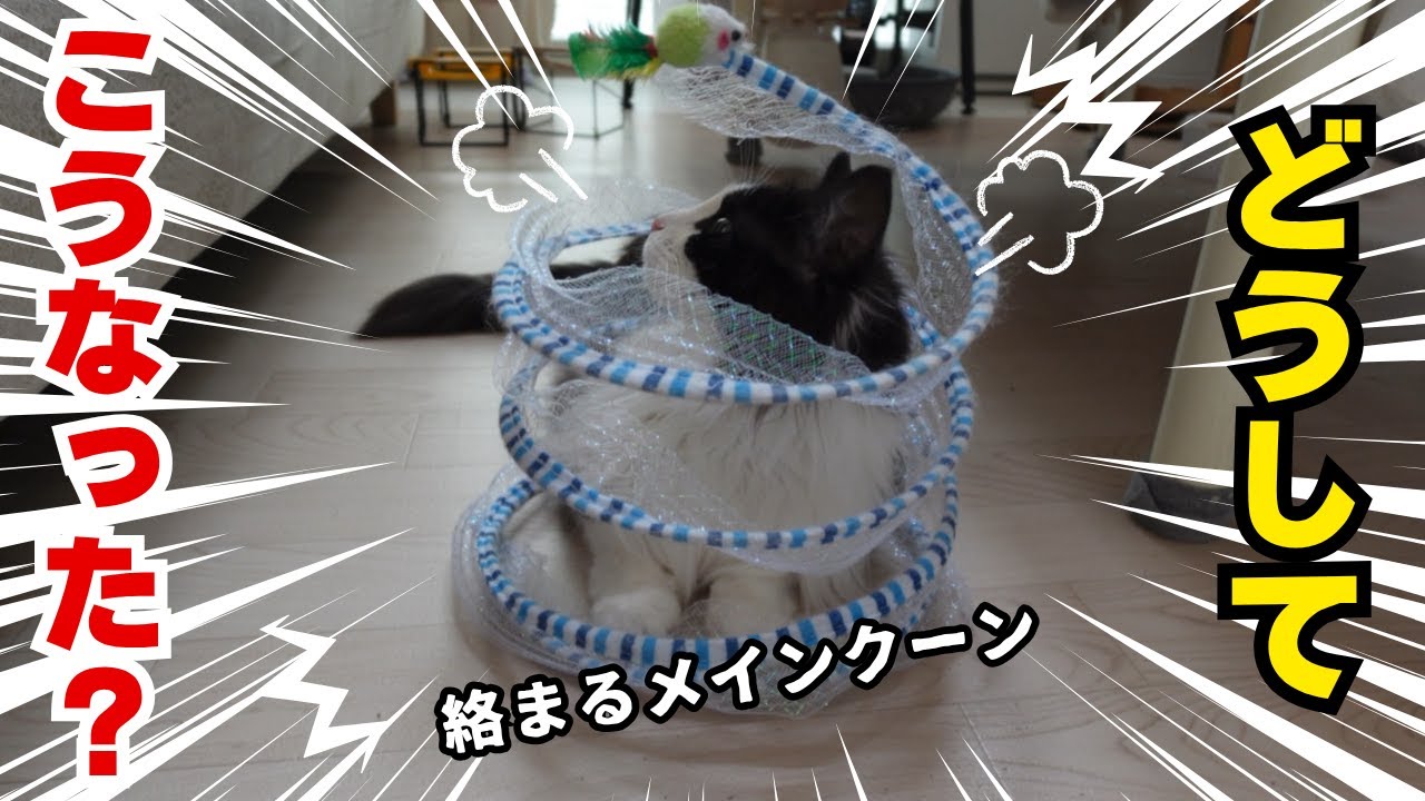 自ら網に絡まるメインクーンが可愛すぎる(=^・^=)