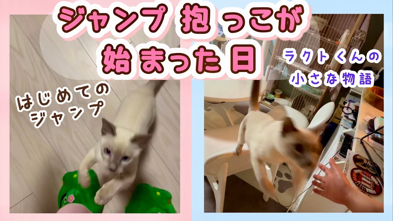 猫がジャンプ抱っこしてくれる理由｜ラクトくんの小さな物語【トンキニーズ】