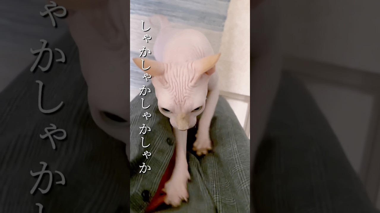 しゃかしゃかしゃかしゃか…… #ぬこ  #猫 #ねこ