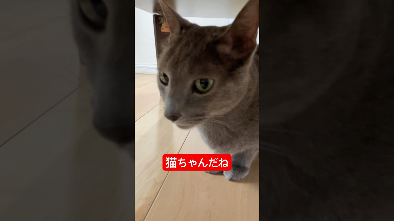 二度見する猫#ロシアンブルー #猫