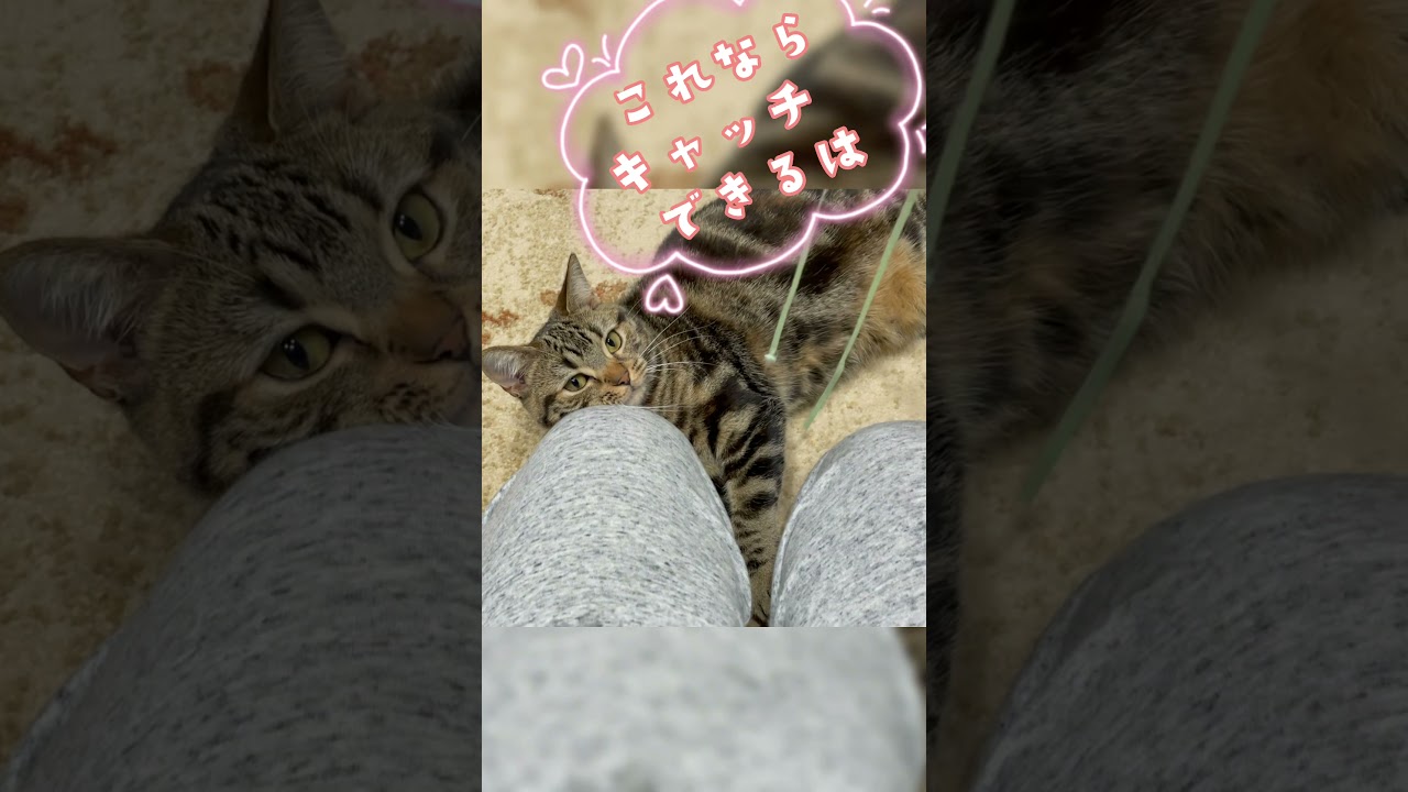 ご機嫌♫不機嫌⁇どっちなの？【アメリカンショートヘア】#Shorts#Shortsアメリカンショートヘア