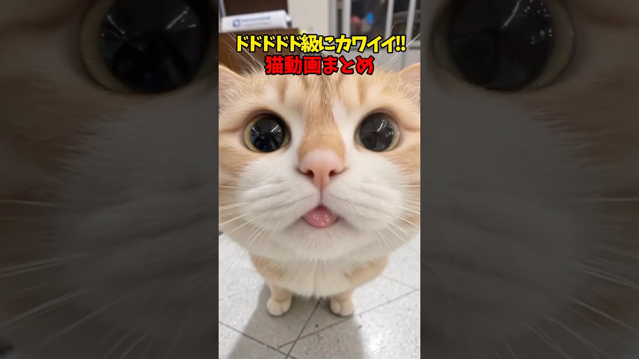 ド級に可愛い！ #猫 #cat #cats #cute
