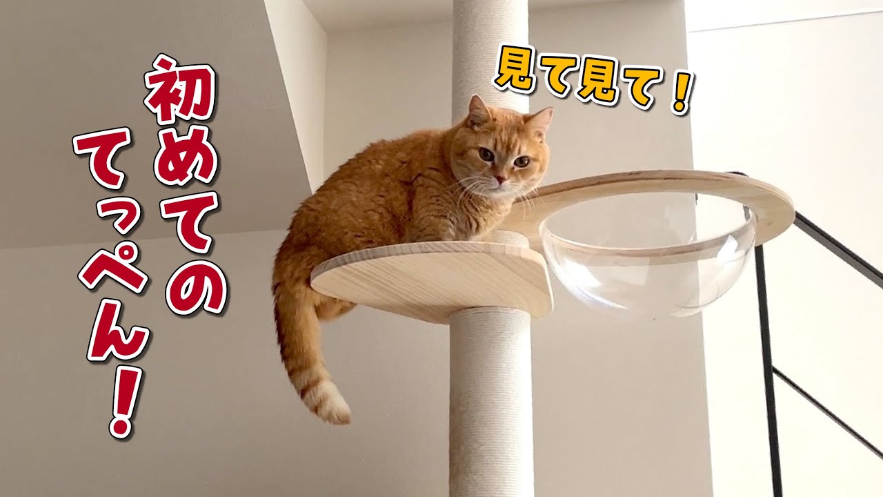初めてキャットタワーに登頂できたのをママに報告しにくる猫が可愛すぎる！