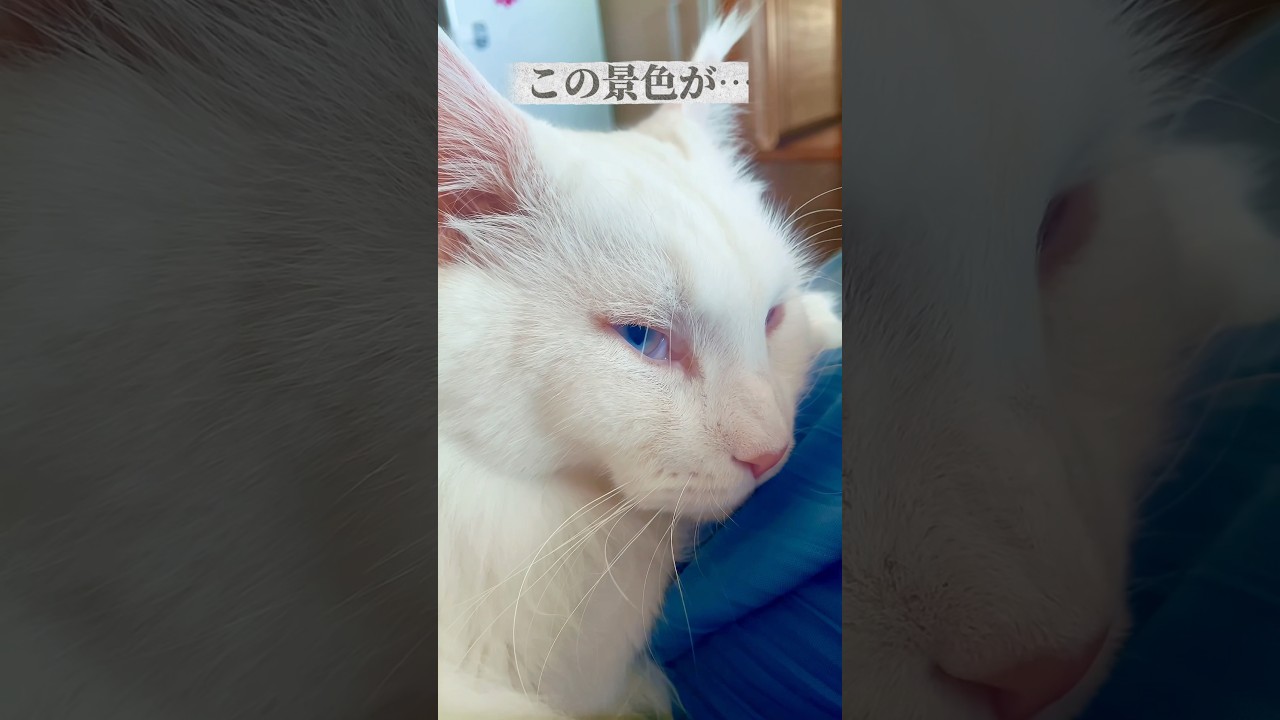 猫を撫でながら思う事…🐱#shorts #メインクーン #cat