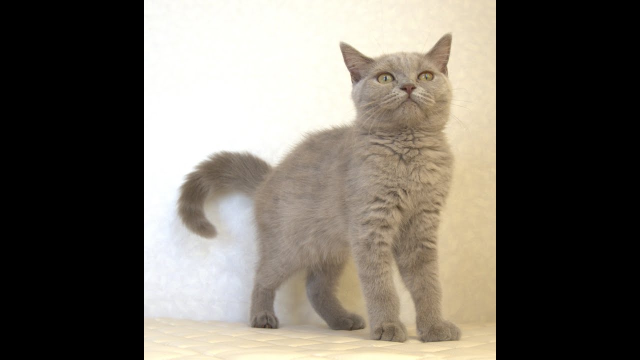 ブリティッシュショートヘアー子猫　British Shorthair　2025.3.20産まれ　ライラック　女の子　シーダキャット猫のお店