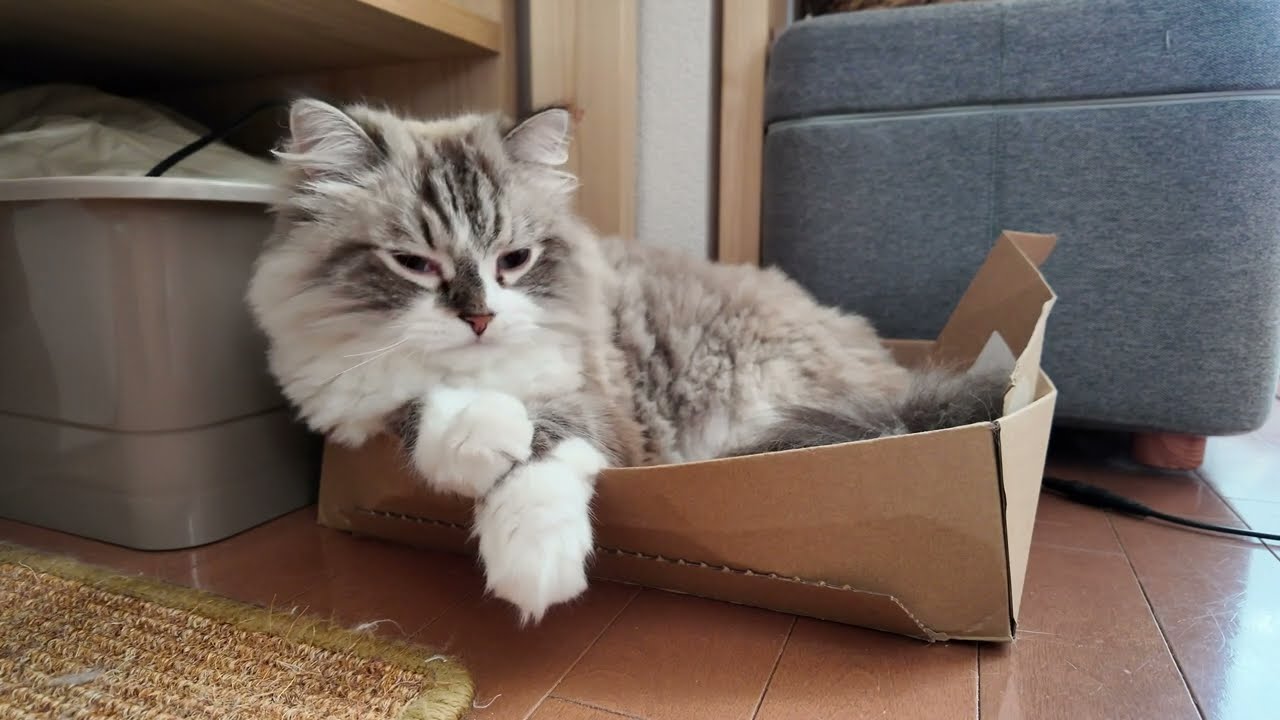 サイベリアン　ジロの穏やかな生活4 Siberian Jiro's Peaceful Life 4