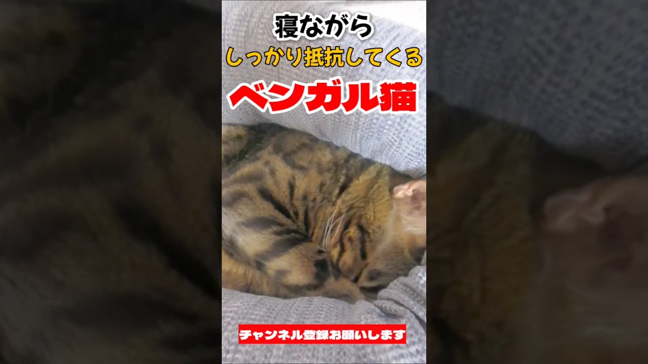【ベンガル猫】寝ながらしっかり抵抗してくるベンガル猫 #ベンガル猫 #shorts