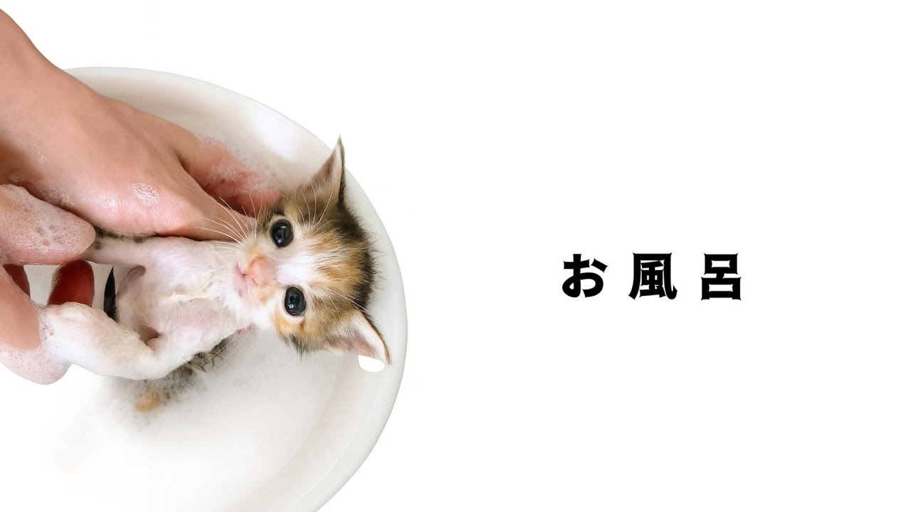 汚れていたので子猫をシャンプーしたらビックリする色の出汁になった第二部【保護猫生活】