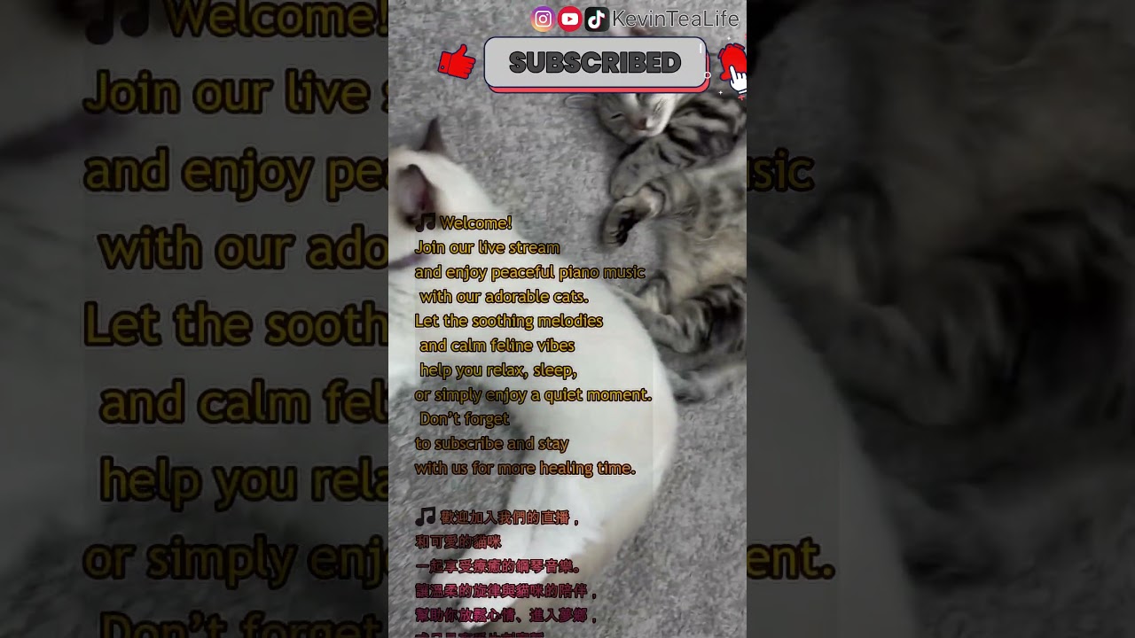 來聽鋼琴直播放鬆吧！Welcome! Join our live stream and enjoy peaceful piano music with cats  #munchkin #ragdoll