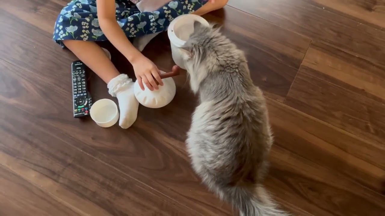 氷を削るが好きな猫、苦手な猫　サイベリアン