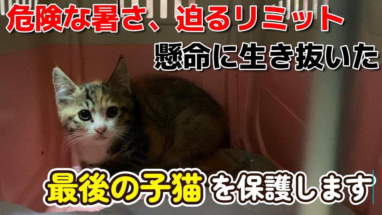 猛暑の中、最後の子猫を保護しました。