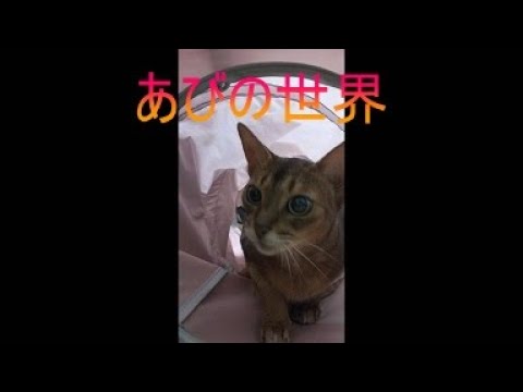 ネコ動画あび＃5130　あびの毎日　アビシニアン　あび