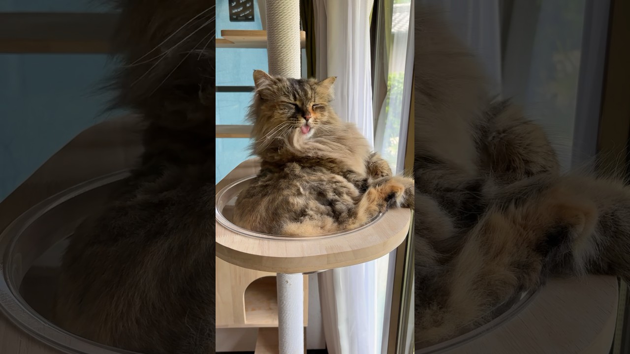 キャットタワー、私の心地よい世界。【サイベリアン・つぶあん】 #shorts #サイベリアン #猫 #キャットタワー