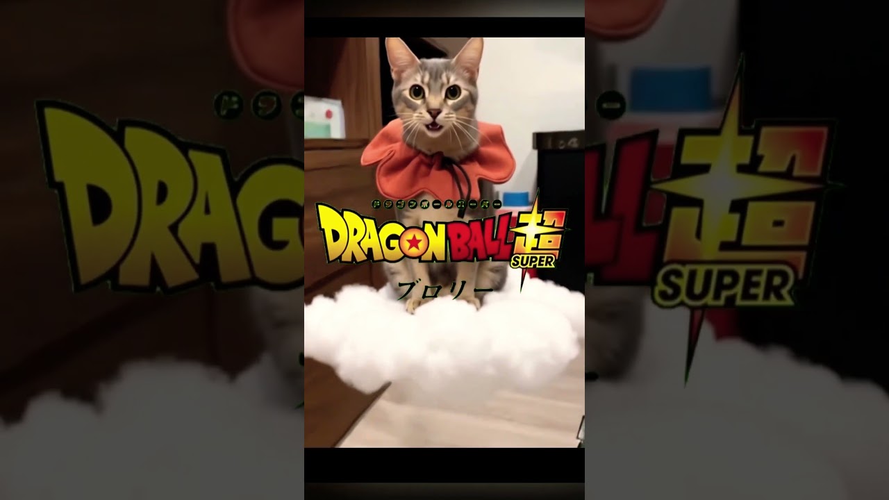 ぜってぇ見てくれよニャ‼️ #cat #流行りに乗ってみた #アビシニアン