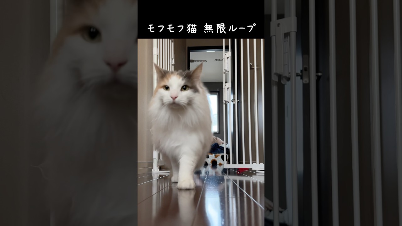 モフモフ猫、無限ループ　#ノルウェージャンフォレストキャット