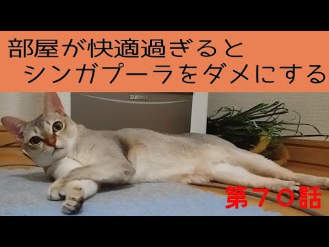 【シンガプーラ】温かい部屋は人も猫もダメになります。