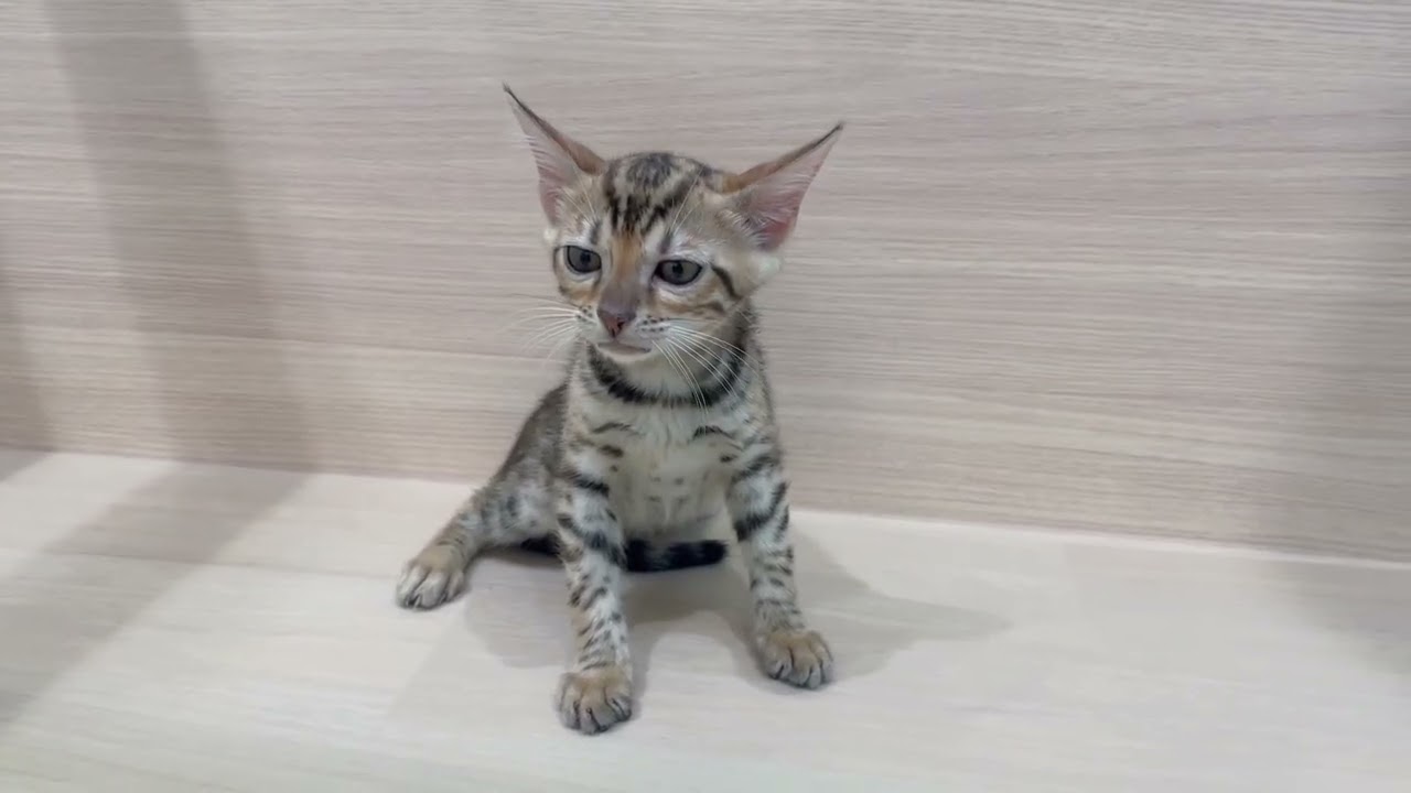 🐆毛柄綺麗🐆甘えん坊のベンガルちゃん【パピードリーム】