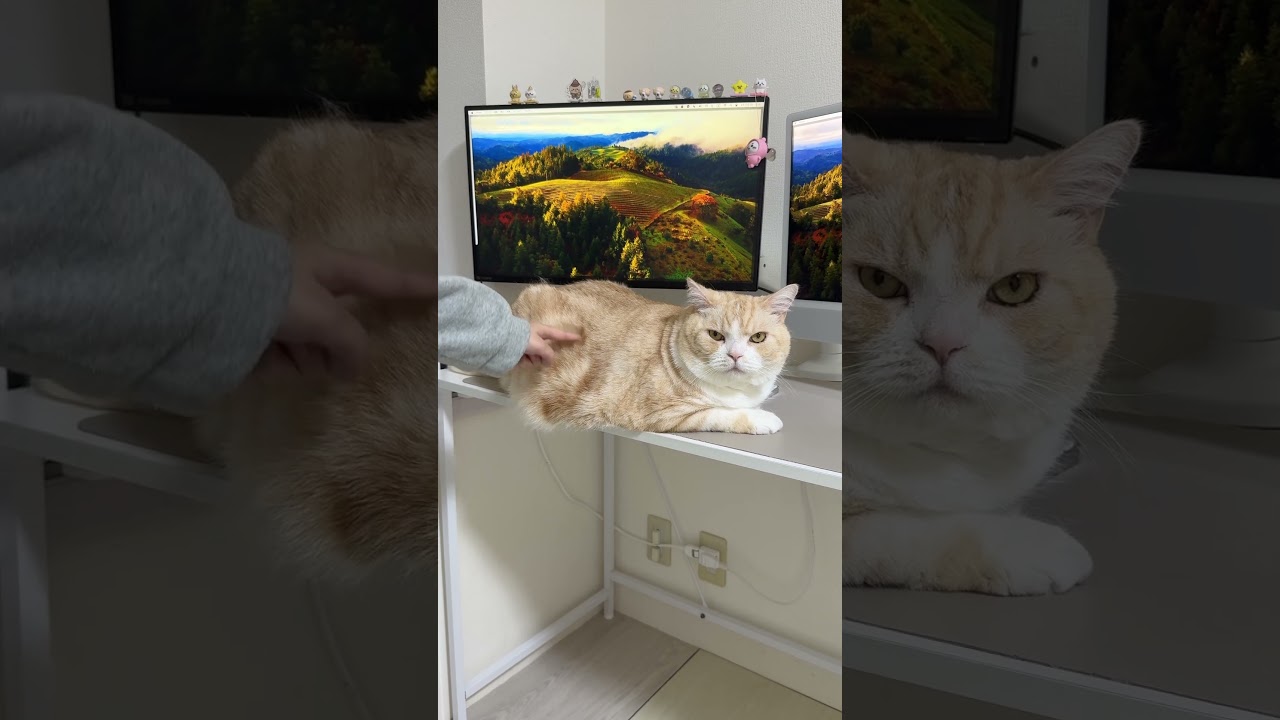 猫の体に刻まれた模様を発見 #猫 #猫のいる暮らし #猫好きさんと繋がりたい #cat #猫動画