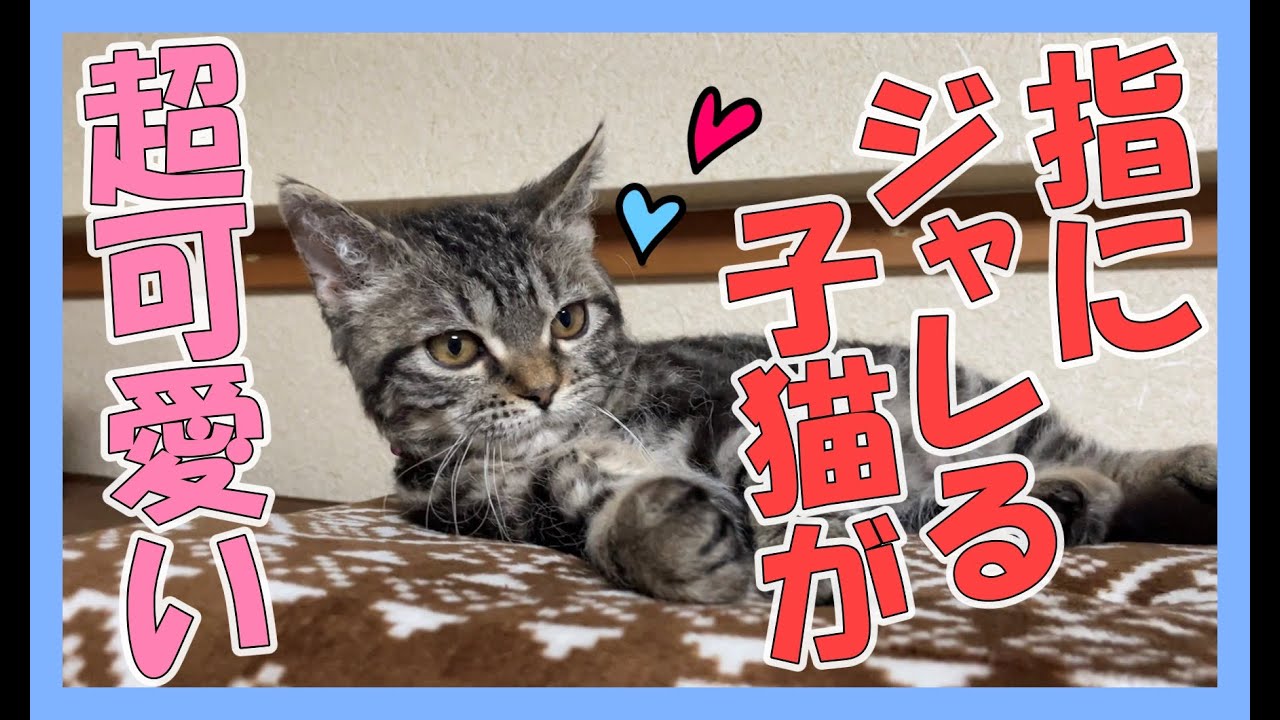 自作キャットタワーの屋上で指にジャレてくる子猫のルイたんが超可愛かった【ラパーマ】