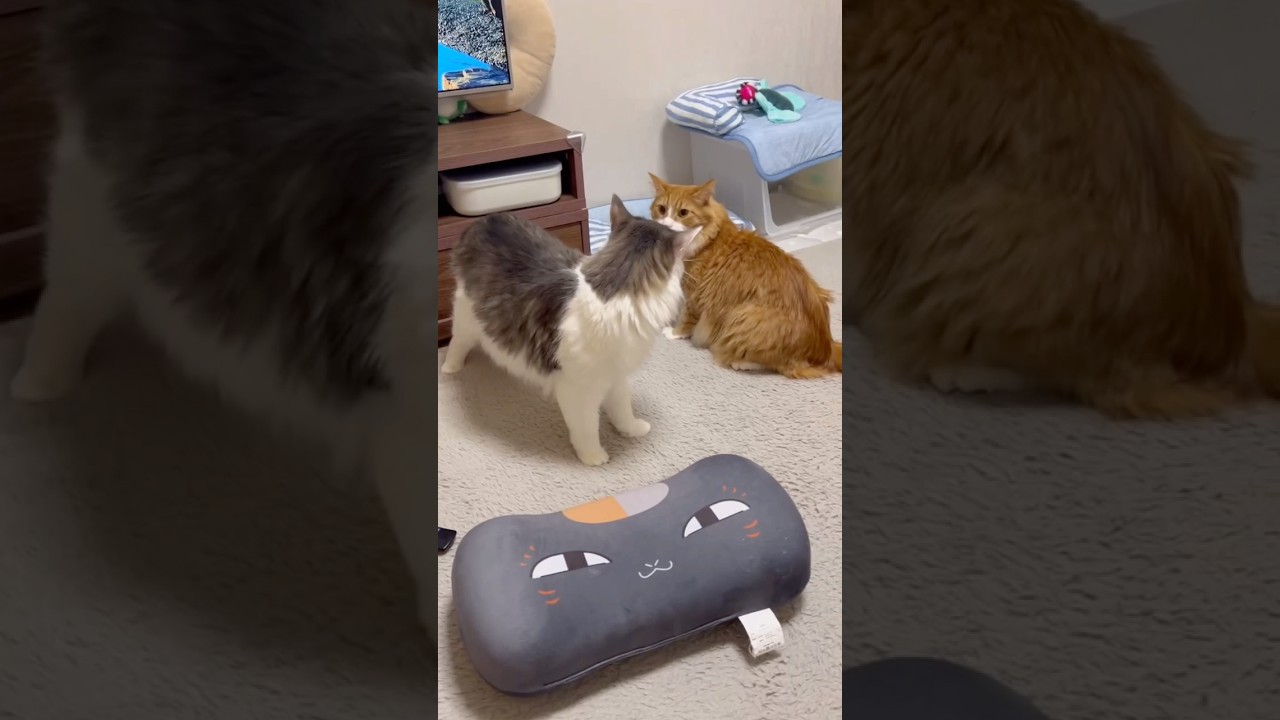 目を逸らしたら反撃された猫 #shorts #メインクーン #ノルウエージャンフォレストキャット #大型猫