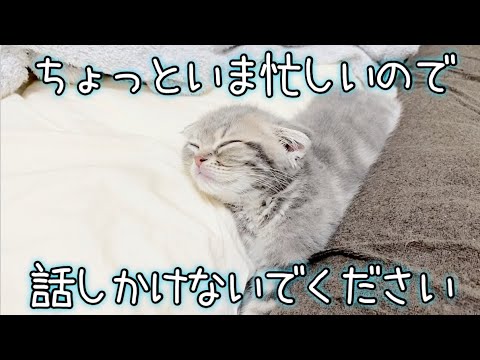 リラックスタイム中の子猫…！【スコティッシュフォールド】