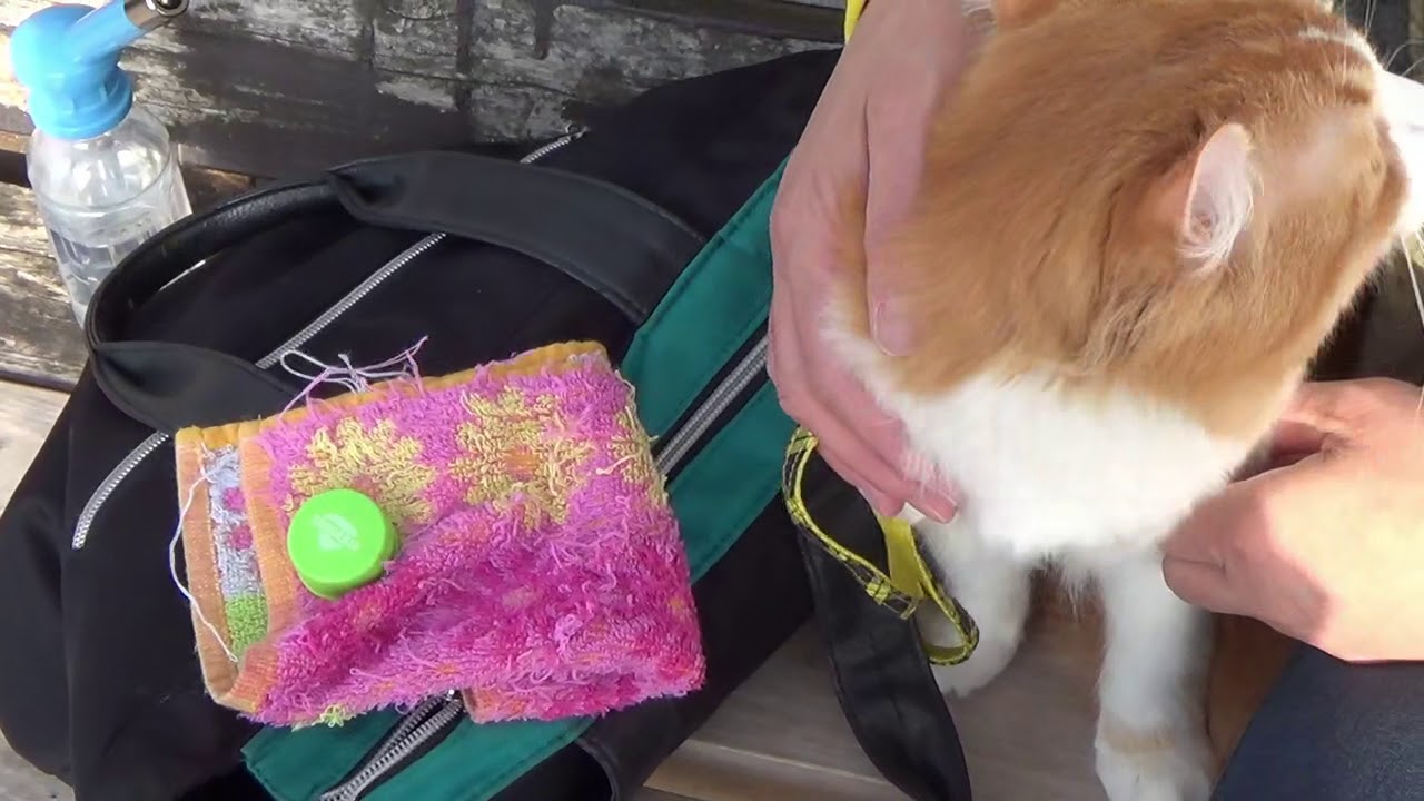 🐈アメリカンカール（American Curl）⑥カールのお花見