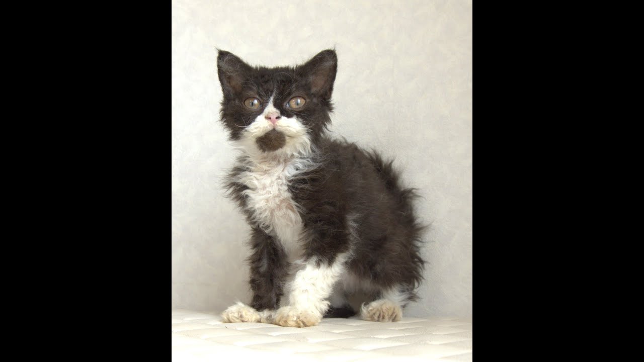セルカークレックス子猫　Selkirk Rex　2025.4.12産まれ　ブラック＆ホワイト　巻き毛　女の子　シーダキャット猫のお店